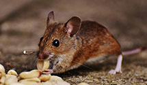 24 Hour & Emergency Exterminators in Chapel Hill Mall, OH